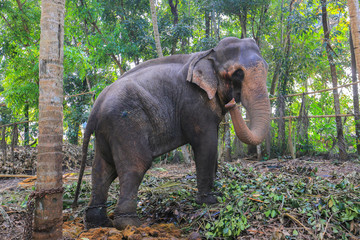 Fototapeta premium Tethered elephant in Sri Lanka