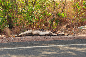 road kill in decomposition