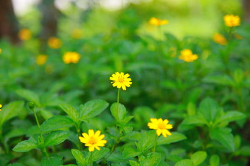 yellow flowers in the garden