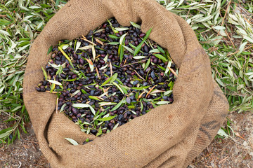 Sackcloth bag full on fresh olives. Olives harvesting in Crete, Greece.  Harvest of fresh olives...