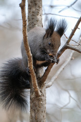squirrel on tree