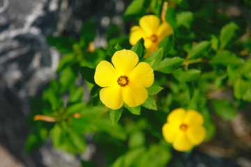 Yellow flowers in the garden