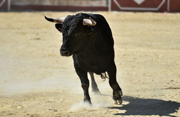 toro negro español en un festejo popular