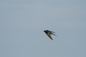 Fototapeta premium Colorful Birds in Nature of southern thailand.