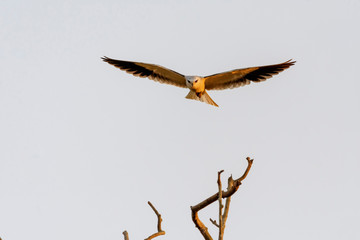 Colorful Birds in Nature  of southern thailand.
