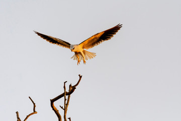 Colorful Birds in Nature  of southern thailand.