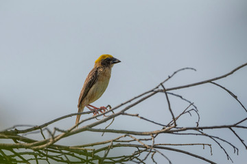 Colorful Birds in Nature  of southern thailand.