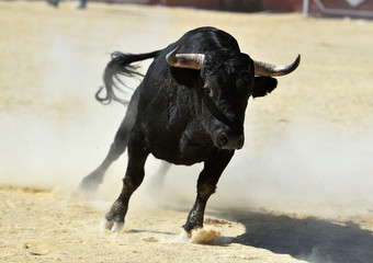 toro bravo español