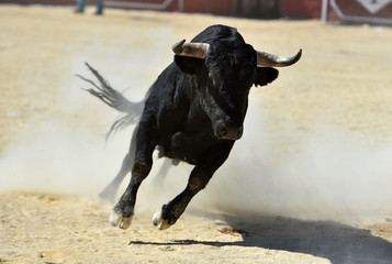 toro negro español con grandes cuernos