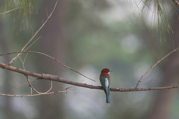 Colorful Birds in Nature  of southern thailand.