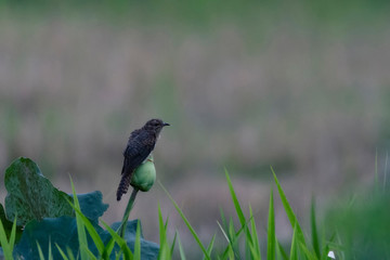 Colorful Birds in Nature  of southern thailand.