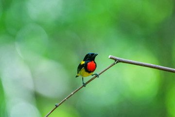 Colorful Birds in Nature  of southern thailand.