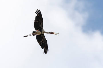 Colorful Birds in Nature  of southern thailand.