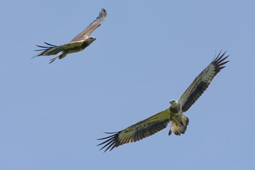 Colorful Birds in Nature  of southern thailand.