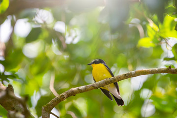 Colorful Birds in Nature  of southern thailand.