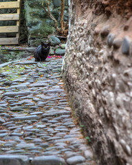 Cat in Clovelly