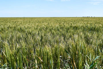 green wheat field