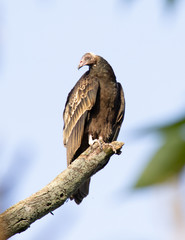 Turkey Vulture