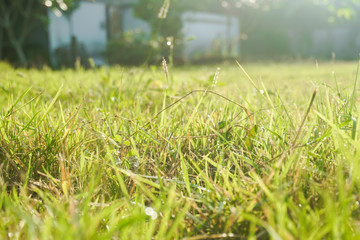 Obraz na płótnie Canvas The lawn has morning sun on the grass.