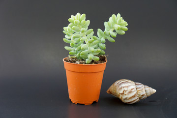Cactus in an orange pot Black background