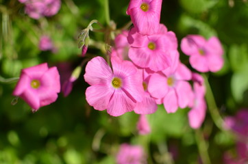 Fototapeta premium Close up of a Oxalis violacea (Violet wood-sorrel) flower