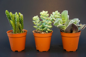 3 orange potted cactus plants in black background