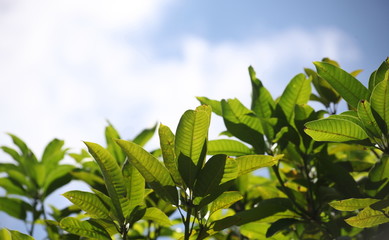 Green leaves and blue sky