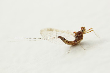 mosquito en la pared macro