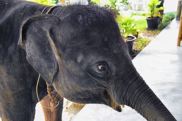 Baby elephant, Elephas maximus, rescued, healing to be reintroduced into the wild, close up view in protected park, Herbivorous animal in Phuket, Thailand. Asia.