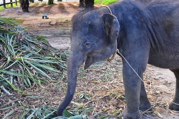 Baby elephant, Elephas maximus, rescued, healing to be reintroduced into the wild, close up view in...