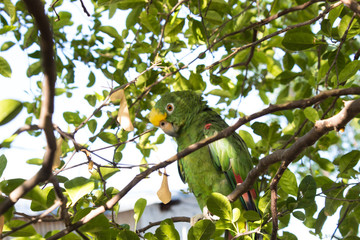 Green Parrot on tree branch at sunset with bluesky and leaves at background. Tatacoa Desert, Huila, colombia