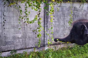 Baby elephant, Elephas maximus, rescued, healing to be reintroduced into the wild, close up view in...