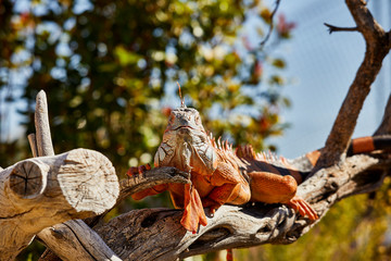 Iguana resting on a Tree Limb