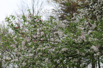 apple tree in bloom