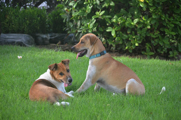  Happy healthy dogs playing on a green grass garden lawn. Huay Yang, Thailand.