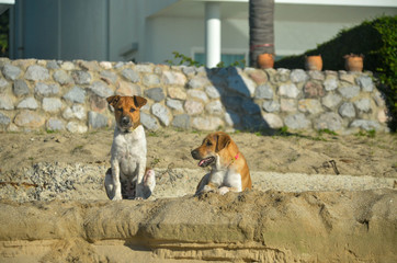  Happy healthy dogs relaxing on the tropical sandy Huay Yang beach, Thailand.
