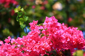 Beautiful pink red bougainvillea blooming, Bright pink red  bougainvillea flowers as a floral background,Bougainvillea flowers texture and background,Close-up Bougainvillea tree with flowers