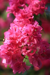Obraz premium Beautiful pink red bougainvillea blooming, Bright pink red bougainvillea flowers as a floral background,Bougainvillea flowers texture and background,Close-up Bougainvillea tree with flowers