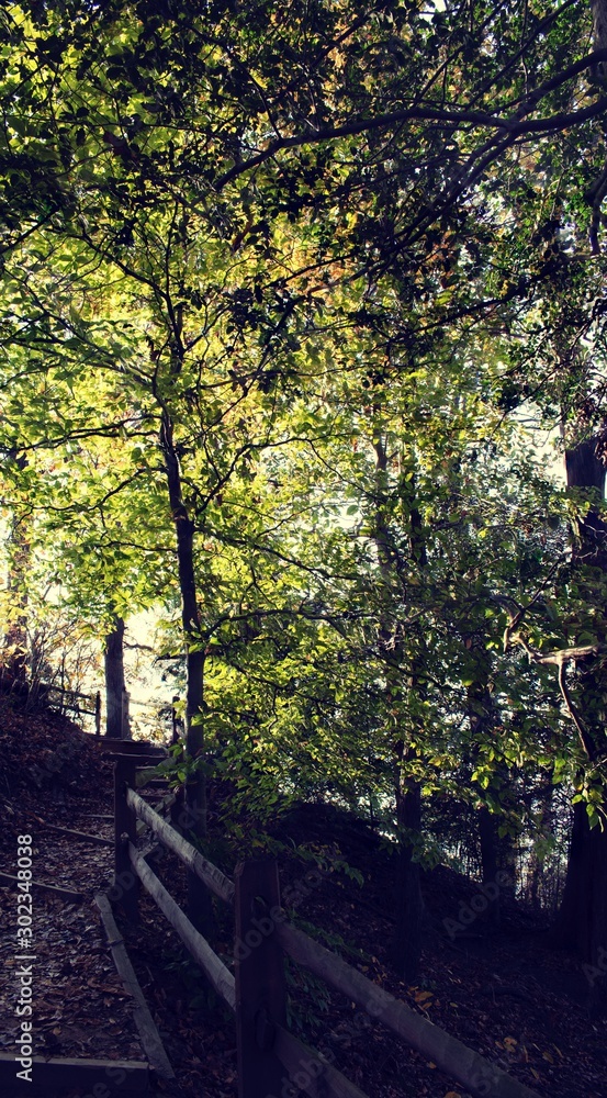 Poster Park path lined with autumn color foliage 