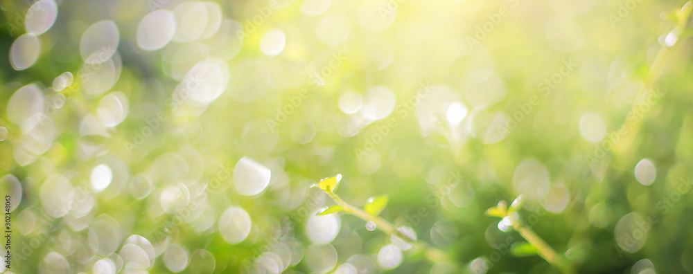 Poster green leaf background yellow, blurry leaves bokeh circles from light shining through as a background