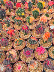 Varies of small colorful cactus grow on cultivation bowl in green house