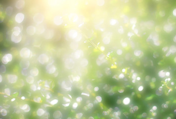 Green leaf background Yellow, blurry leaves Bokeh circles from light shining through As a background and Beautiful computer screen image