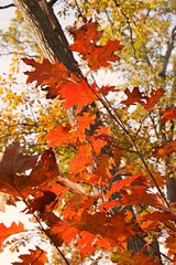 Golden sunlight hitting autumn fall leaves