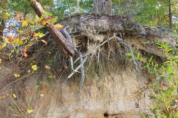 Water erosion exposed tree roots