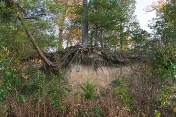 Water erosion exposed tree roots