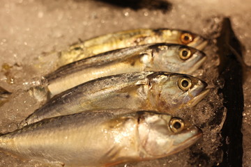 Fresh sea fish soaked in ice