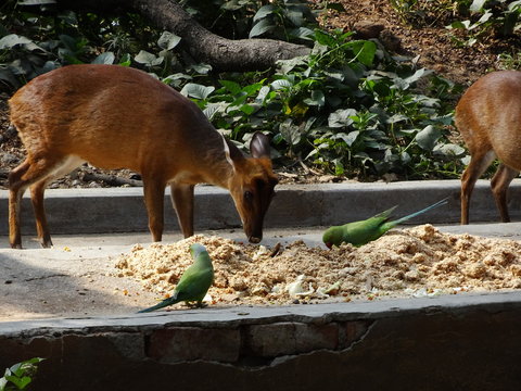 Deer sharing food with parrots