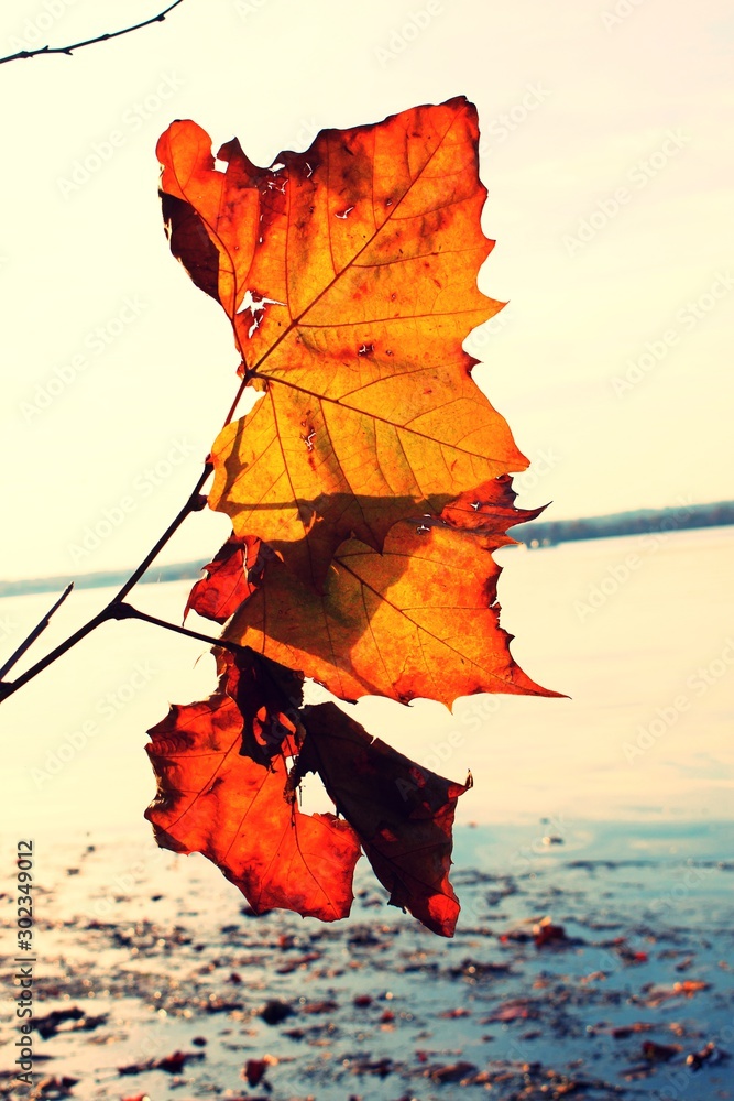 Canvas Prints Close up on autumn leafs, yellow, orange, and red