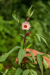 flor de jamaica