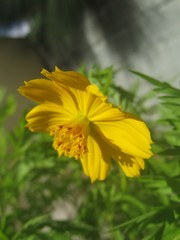 yellow flowers in garden